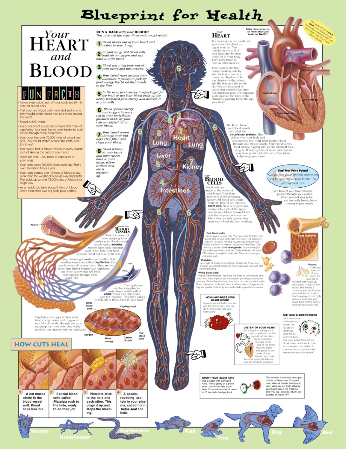 blood