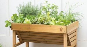 health for spring